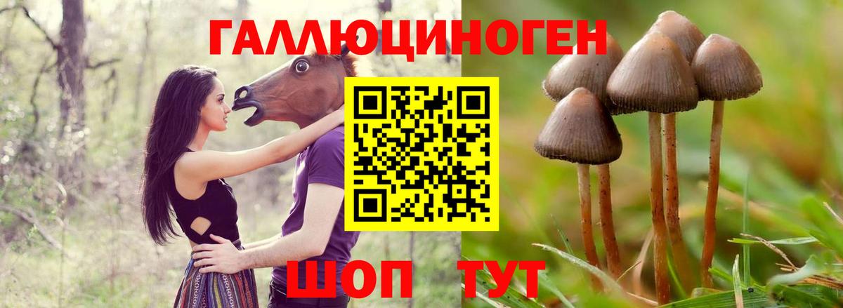 Галлюциногенные грибы Magic Shrooms  Вход с VPN  Тимашёвск  Псилоцибиновые грибы Psilocybine cubensis 